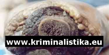 The detail of the bone cut off with a hack saw