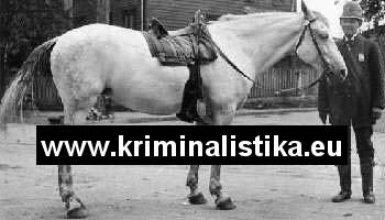 Policista s koněm